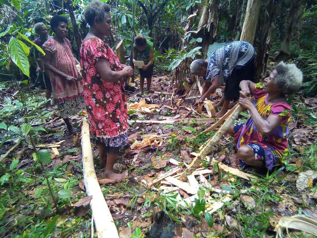Papua New Guinean weavers in Umboldi Village in the forest preparing tree bark for making bilum string.